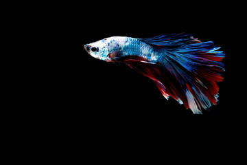 Obraz na płótnie Canvas Siamese fighting fish.Multi color fighting fish isolated on black background. 