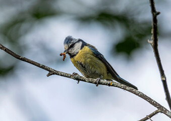 Blue tit with a caterpillar in its beak sits on a tree branch.