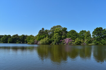lake with blue skies and green trees and purple flowers