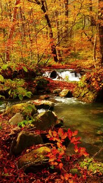Oirase Stream in autumn sunny day, Beautiful fall or autumn foliage scene in a forest, Flowing river and mossy rocks in Towada in Aomori Prefecture in Japan, Vertical video for smartphone footage