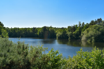 ducks on lake with blue skies and green trees