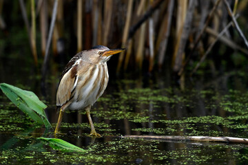 Little bittern // Zwergdommel (Ixobrychus minutus) 