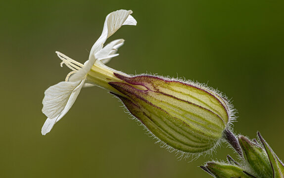 White flower of Silene latifolia among a meadow thicket.
