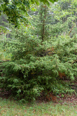 Genévrier commun, Juniperus communis