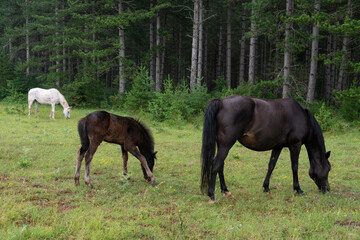Fototapeta premium Cheval , poulin, Parc naturel régional des Grands Causses, 12, Aveyron