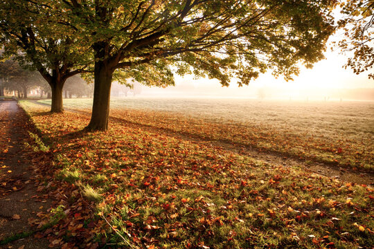 Amazing autumn leaves and trees with a misty sunrise. A path leads off into the distance