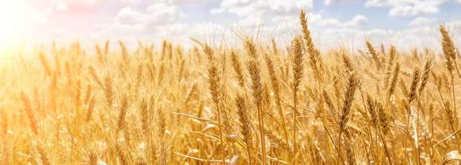 Panorama of golden ears of wheat against the blue sky and clouds.