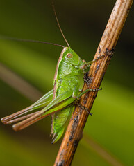 A bright green grasshopper crawls down a dry stem.