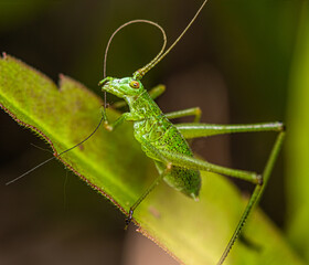 A small green spotted grasshopper sits on a leaf and cleans its mustache.