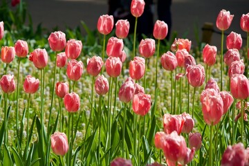 Scenery of pink tulip field