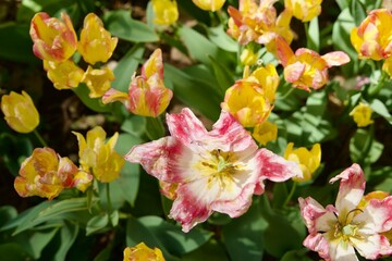Tulip flowers with open buds