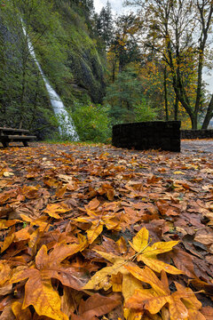 Fallen Bigleaf Maple leaves at Horsetail Falls in Columbia River Gorge Oregon during Autumn