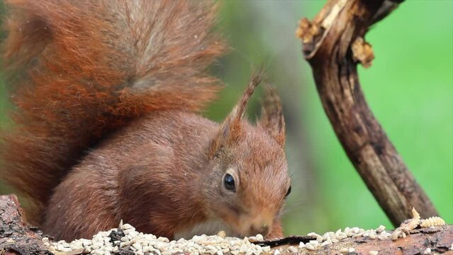Eichh&ouml;rnchen (Sciurus vulgaris)  am Futter