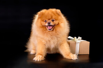 A red-haired Pomeranian dog sits near a gift box on a black background