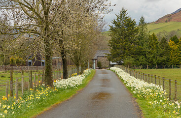 Fototapeta na wymiar Looking down a diveway with spring daffodils blooming