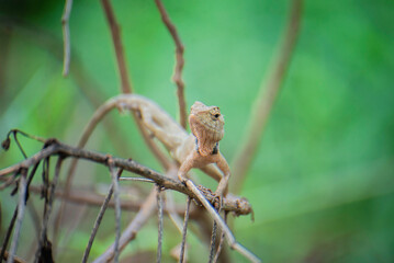 Thai chameleon with branches and leaves