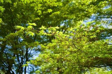 Obraz premium Spring green ginkgo leaves catching the light