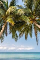 Tropical paradise beach with palms and clear turquoise water in ocean. View on sea horizon. Copy space
