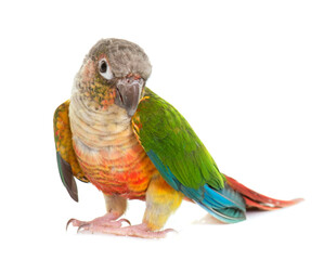 colorful conure in front of white background