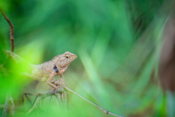 Thai chameleon with branches and leaves