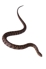 Watersnake Nerodia rhombifer isolated on white background