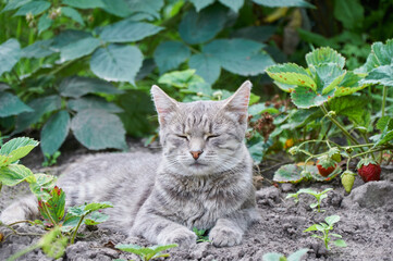 Naklejka na ściany i meble A gray cat lies with closed eyes on a bed of strawberries. A cat resting on a sunny summer day