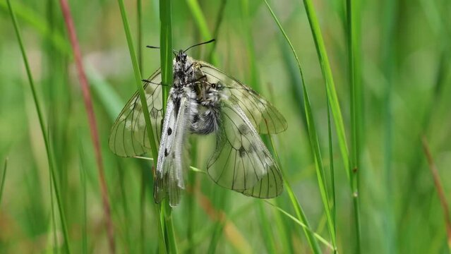 Schwarze Apollo (Parnassius mnemosyne) bei der Paarung