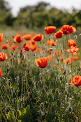 field of wild poppies at the countryside