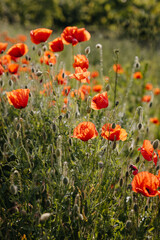 Wild poppies in a field at the countryside
