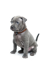 One month old thai ridgeback puppy dog in brown collar sitting. Isolated on white. Copy space.