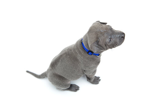 One month old thai ridgeback puppy dog in blue collar sitting. Back with rIdge. Isolated on white. Copy space.