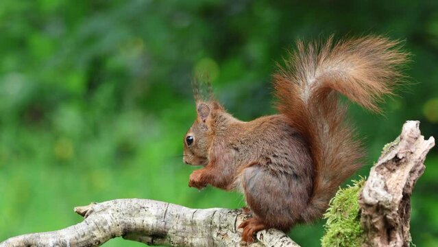 Eichh&ouml;rnchen (Sciurus vulgaris)  am Futter