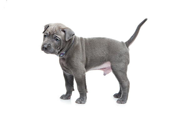 One month old thai ridgeback puppy dog standing. Isolated on white. Copy space.