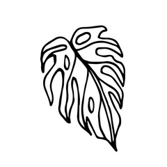 A One leaf of monstera deliciosa. Indoor plant isolated on a white background. Line art, hand drawn, doodle illustration