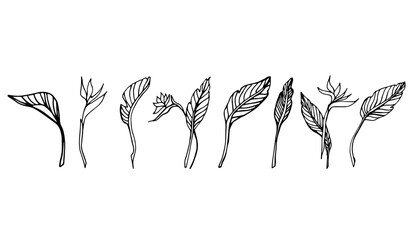 Set of Birds of paradise plants. Indoor plants. Line art, Doodle illustration,  hand drawn