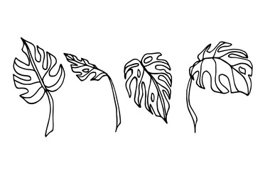 Set of monstera deliciosa. Indoor plant isolated on a white background. Line art, hand drawn, doodle illustration