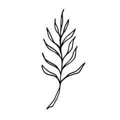 A one leaf of cat palm plant isolated on a white background. Indoor plant. Line art, hand drawn