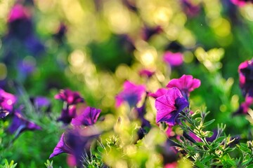 purple flowers in the garden