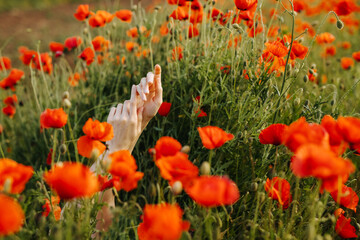 Woman's hands among red wild poppy flowers in a field.