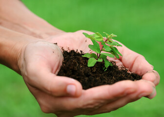 Hand delicately holding a small plant. Discover the beauty of nature and the joy of nurturing life.