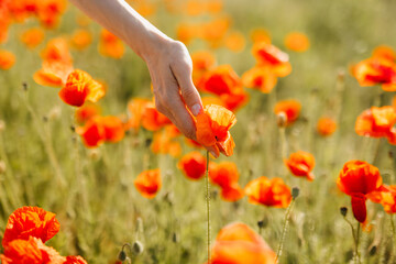 Closeup of a woman's hand touching wild poppy flower in a field.