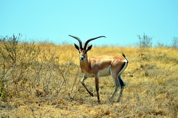 Naklejka na ściany i meble Gazelle the curious look in the African savannah