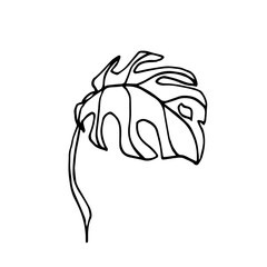 A One leaf with a stem of monstera deliciosa. Indoor plant isolated on a white background. Line art, hand drawn, doodle illustration. side view