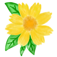 yellow flower isolated on white