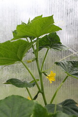 cucumber plant in greenhouse
