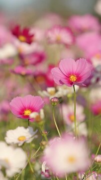 Cute pink cosmos flowers blooming and blowing in wind in autumn or fall, Flora or blossom background, Vertical video for smartphone footage	