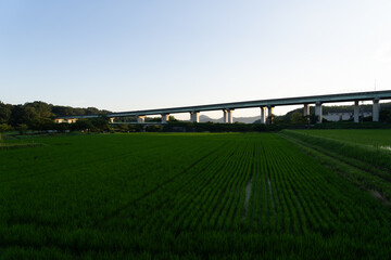 Fototapeta premium 広い田と道路