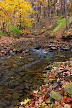 a tranquil stream meanders through the woodland. a forest preserve near chicago, cook county illinois awakens in autumn colors carrying fallen leaves downstream.