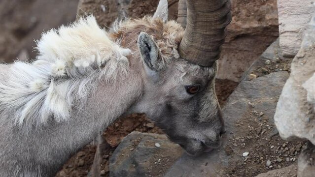 Steinbock leckt Mineralien