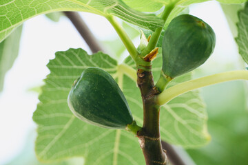 Fig fruit ripening on the tree branch. Fig fruit growth. Organic cultivation of fig trees.